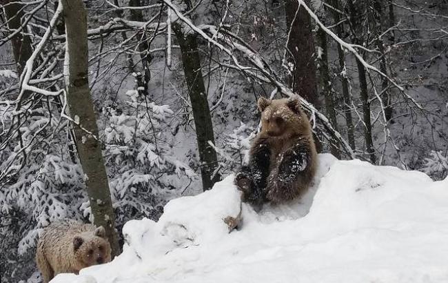 Горка, снег, радость: закарпатские медведи не впали в спячку, но не унывают