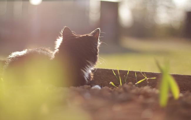 Погода на сегодня: в Украине местами дожди, температура до +16