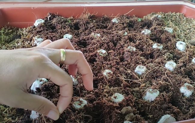 Не викидайте яєчні лотки: 6 способів, які "зроблять революцію" на городі