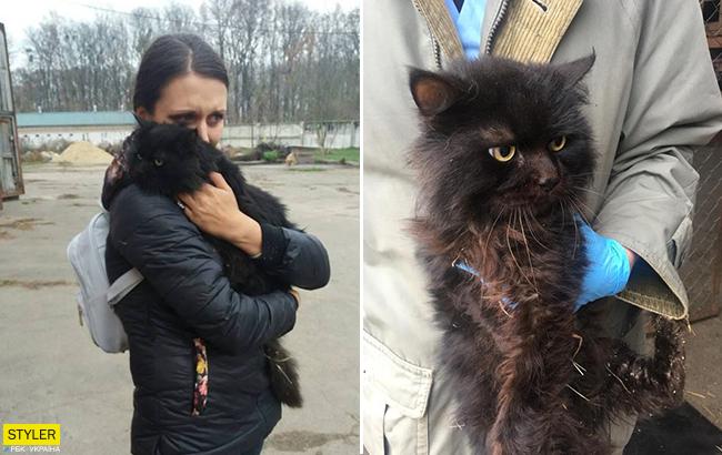 Невероятная история: в Луцке хозяйка нашла кота, которого потеряла пять лет назад