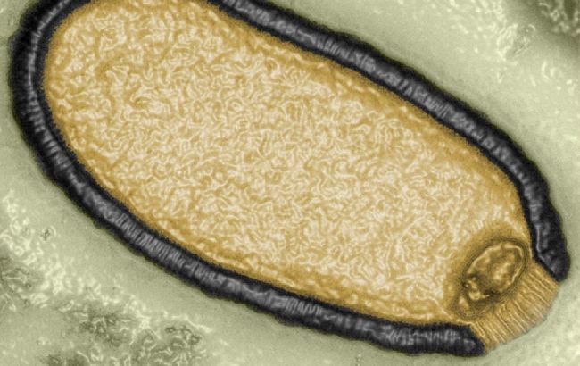 Ученые оживили вирус "зомби" из вечной мерзлоты. Ему почти 50 тысяч лет!