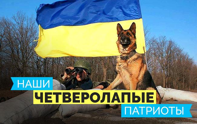 Пухнастики в АТО: вусаті побратими українських воїнів (вражаючі фото)
