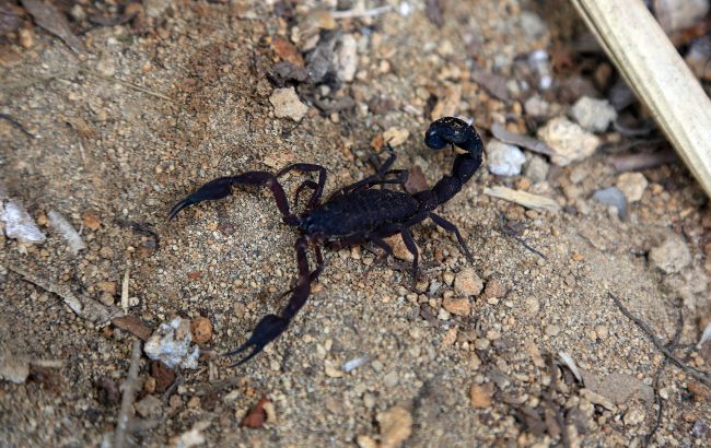 В Египте из-за нашествия скорпионов погибли три человека. Более 400 были ранены