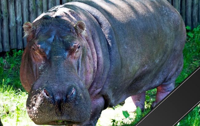 В столичном зоопарке умер бегемот-долгожитель
