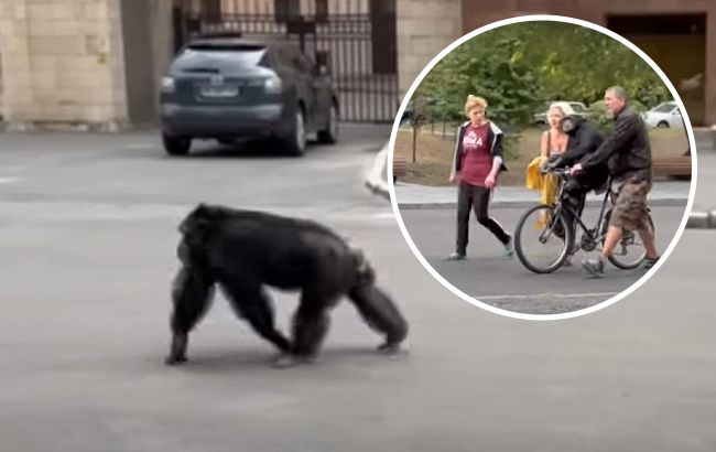 В Харькове на улице гулял шимпанзе, который сбежал из зоопарка: животное вернули на велосипеде (видео)