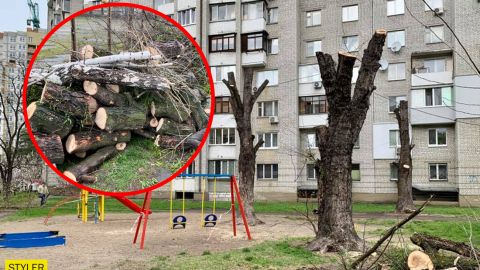 У Києві нещадно порізали дерева: "комусь не вистачає дров на шашлики?"
