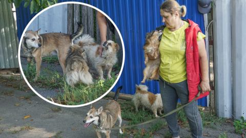 Переселенка з Донбасу врятувала понад 40 тварин: всіх забрала з собою в безпечне місце