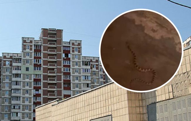 В Киеве в подъезд дома заползала змея: видео неожиданной находки