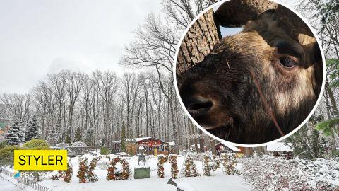 В экопарке Харькова поселились редкие животные из Тибета: как они выглядят (фото)
