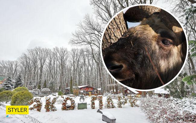 В екопарку Харкова оселилися рідкісні тварини з Тибету: як вони вигляють (фото)