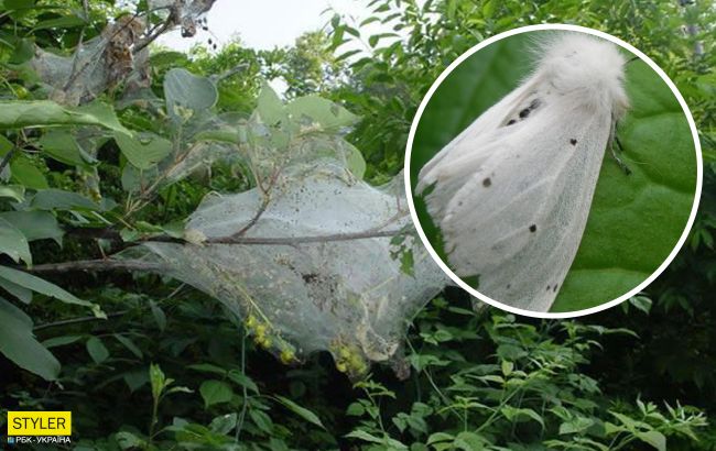 На Волині виявили нашестя небезпечних комах: за ніч знищують дерево