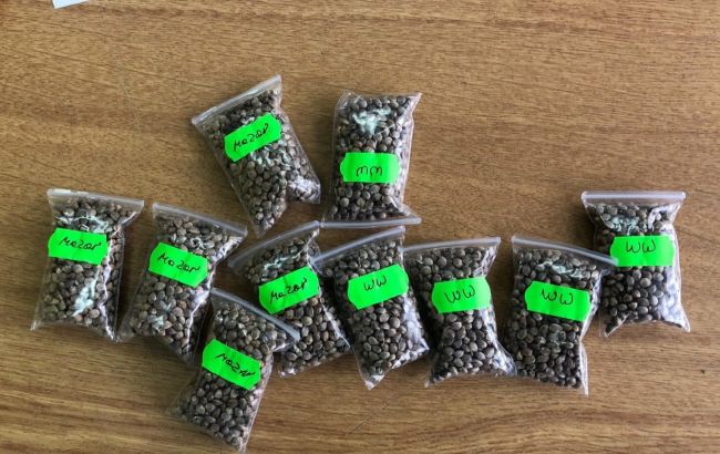 Житель Волынской области пытался выслать за границу сортовую коноплю на 3 млн гривен