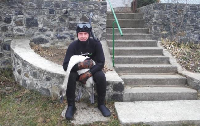 Маленького лебедя в Черкасской области спасли от мороза: в сети опубликовано видео