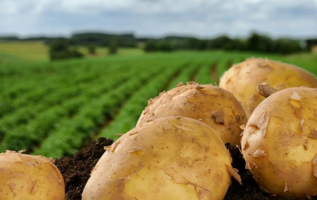 Продажу семян и посадочного материала разрешили во время карантина