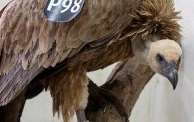 Израилю вернули птицу-шпиона