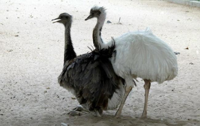 У зоопарку під Києвом народилися страуси