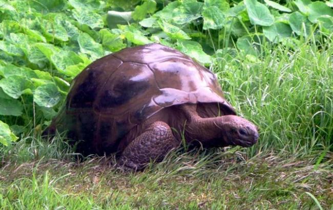 Стало відомо, як виглядає та де мешкає сама стара черепаха в світі