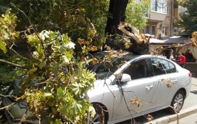 Это карма: в Киеве дерево упало на неправильно припаркованное авто