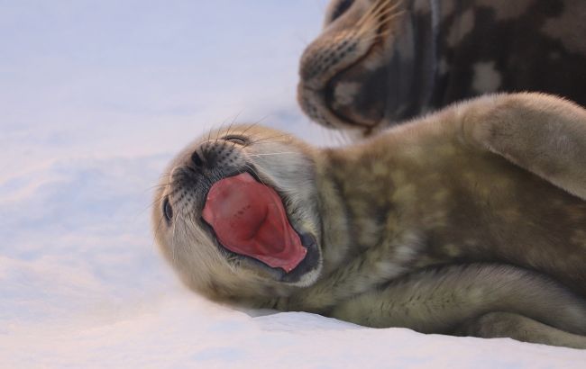 Полярники со станции Вернадского показали новорожденных тюленят (фото)