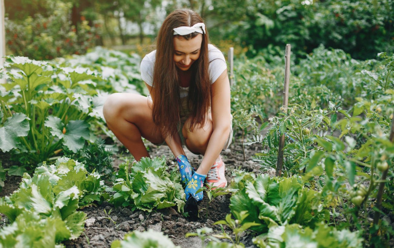 Секрет великого врожаю квасолі: що варто посадити поруч
