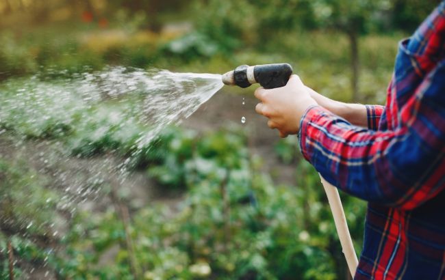 Як поливати різні овочі на городі: секрети, від яких залежить урожай