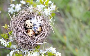 "Узурпация" гнезд: ученая объяснила, как кукушки готовят подбрасывание яиц