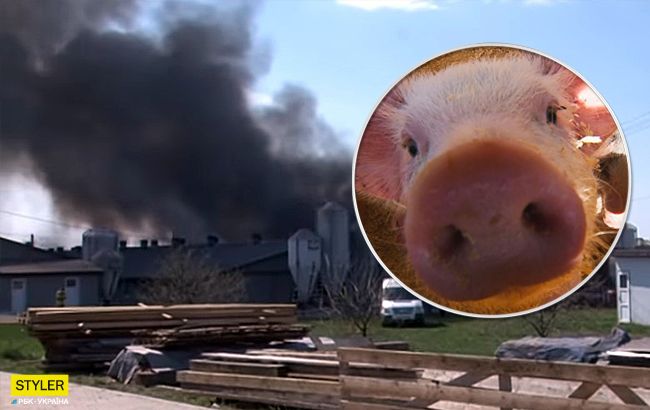 Погибло 500 животных: детали пожара на ферме под Львовом