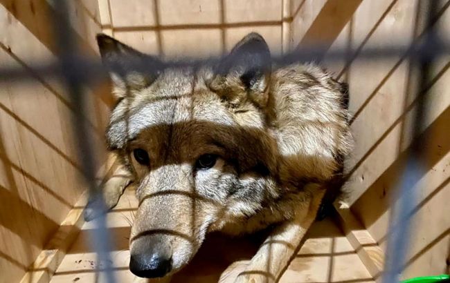 Издавали нехарактерные звуки: из Украины пытались вывезти живых волков под видом лаек