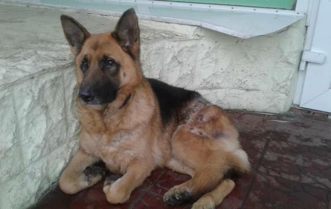 "Залишав криваві сліди": у мережі просять допомогти врятувати життя пораненому собаці