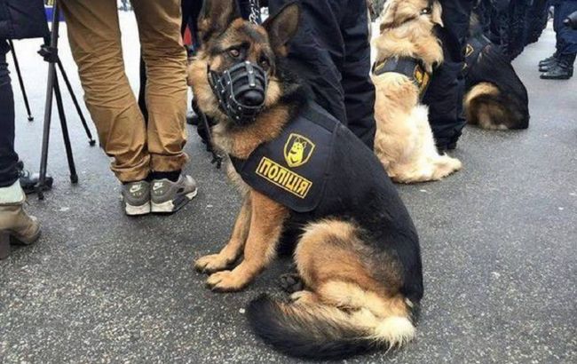 В Киеве полицейский пес Уран раскрыл умышленное убийство: как работал пушистый "следователь"