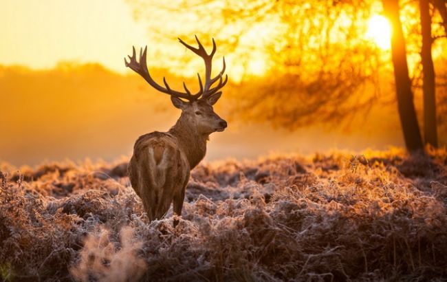 Погода на сегодня: в Украине без осадков, температура до +5