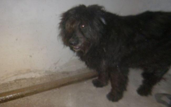 Жестокое убийство собаки в Киеве: животное скончалось в мучениях