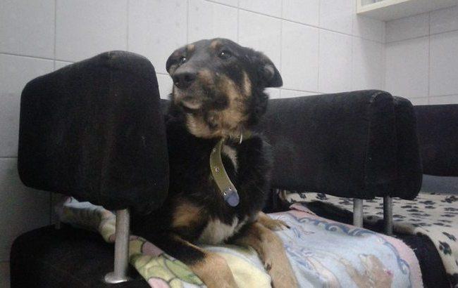 В Киеве обещают денежное вознаграждение тому, кто поможет отыскать пса Д’Артаньяна