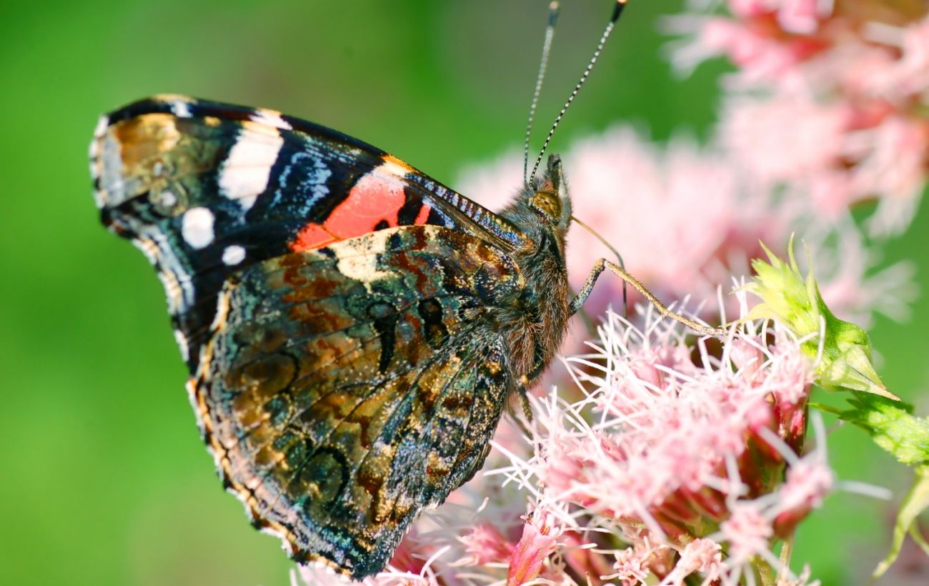Останні у своєму виді: що відбувається із червонокнижними комахами в Україні