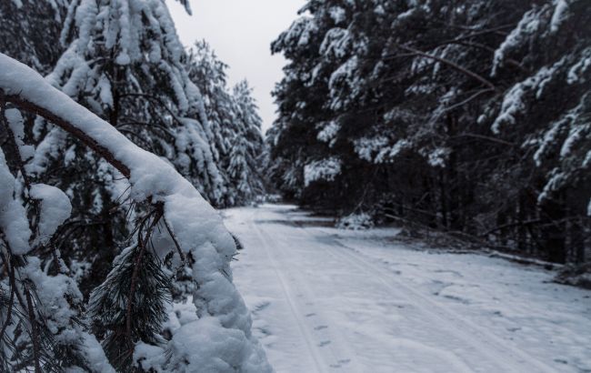 У Чорнобильський заповідник прийшла справжня зима: дивовижні фото