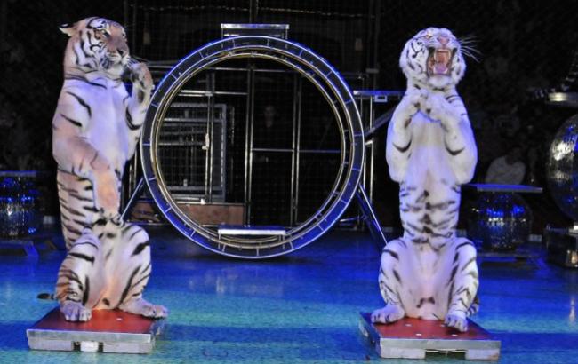 Порошенко просят убрать животных из цирка