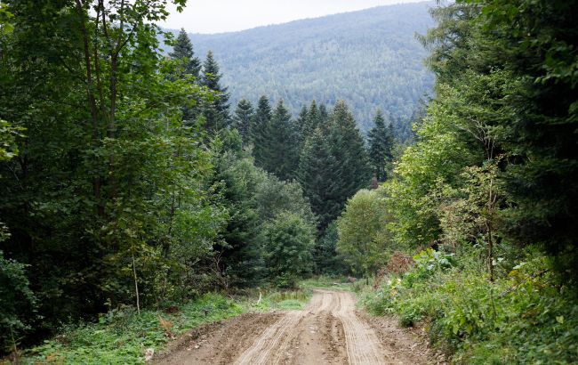 Карпатский регион в опасности из-за вырубки лесов и изменения климата, - ООН
