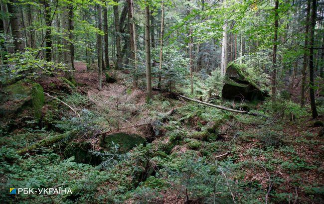 В Волынской области запретили посещать леса: куда нельзя ходить