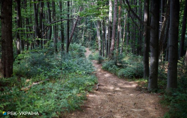 В Черкасской области снова запретили посещать леса: названы исключения