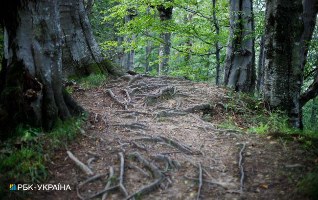 В Черкаській області заборонили цивільним відвідувати ліси