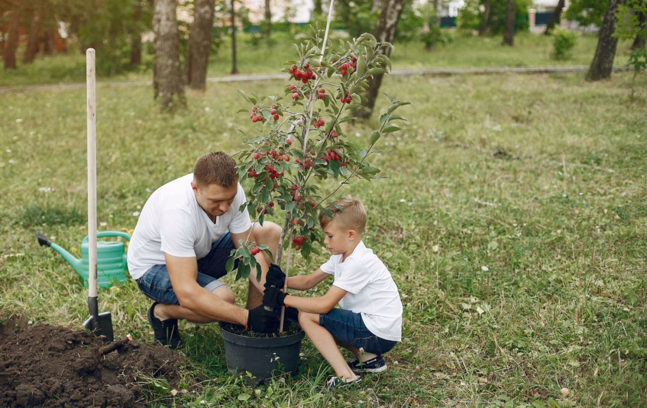 5 місць, де висаджувати дерева небезпечно: наслідки можуть бути серйозними