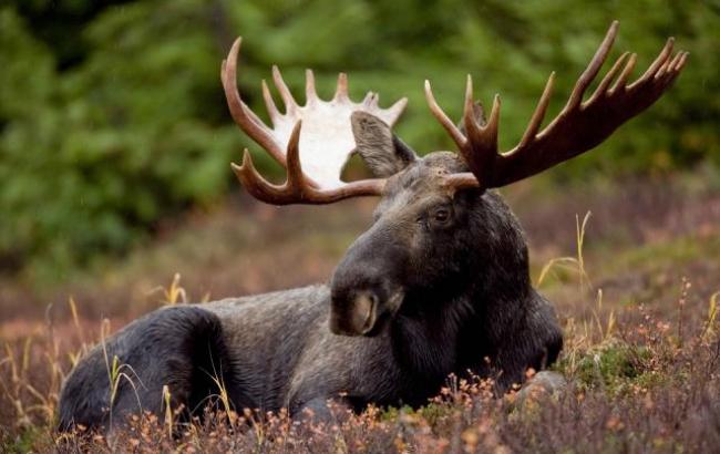 В Полтавской области задержали браконьеров, которые охотились на краснокнижного лося