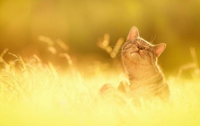 Погода на завтра: на западе Украины дожди, температура до +34