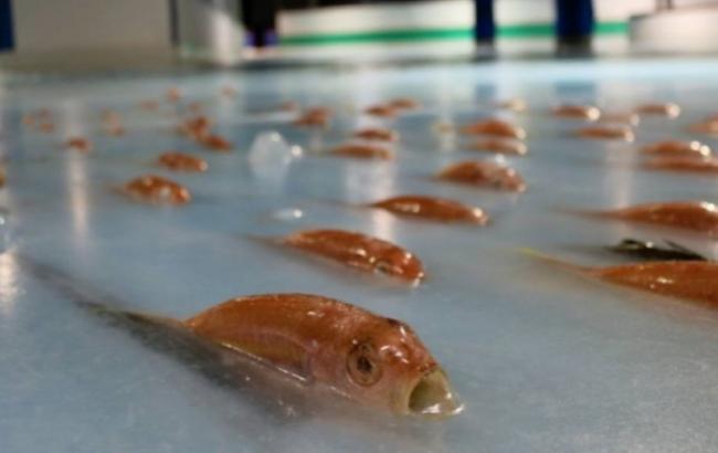 Мертвые и замороженные: в Японии со скандалом закрыли каток, во льду которого находились 5 тыс. рыб