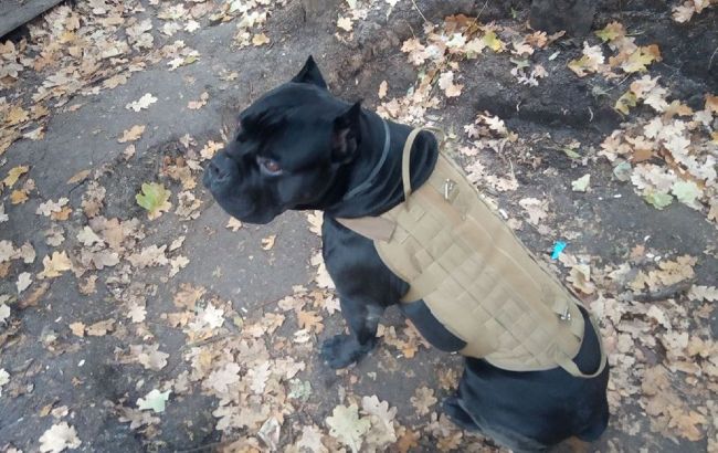 Український пес-розвідник Вася на фронті вирвався з полону окупантів. Відгриз собі лапу (фото)