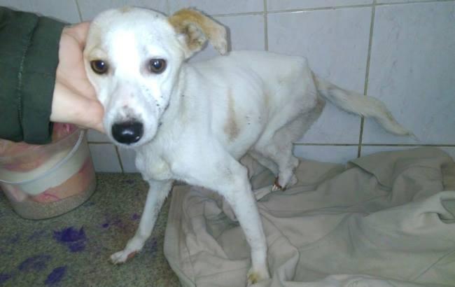 В Херсоне голодной собаке отрубили лапы за попрошайничество (фото 18+)
