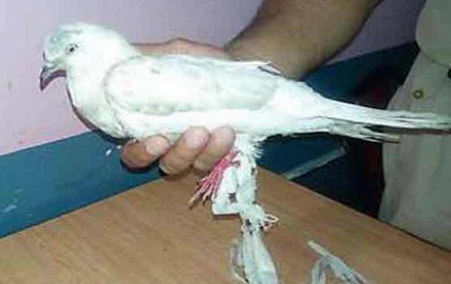 В Индии по подозрению в шпионаже арестовали голубя