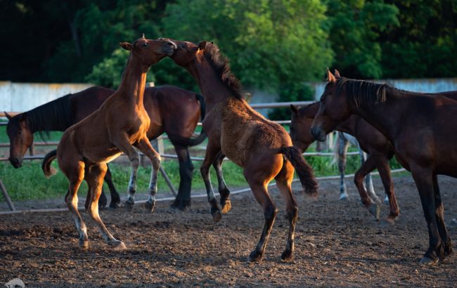 Українців закликають допомогти молодим коням: що потрібно