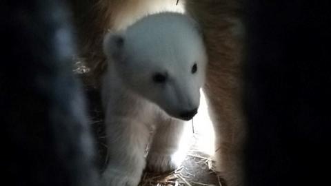 "Будет Мыколка": появились первые фото недавно родившегося в Николаевском зоопарке белого медвежонка