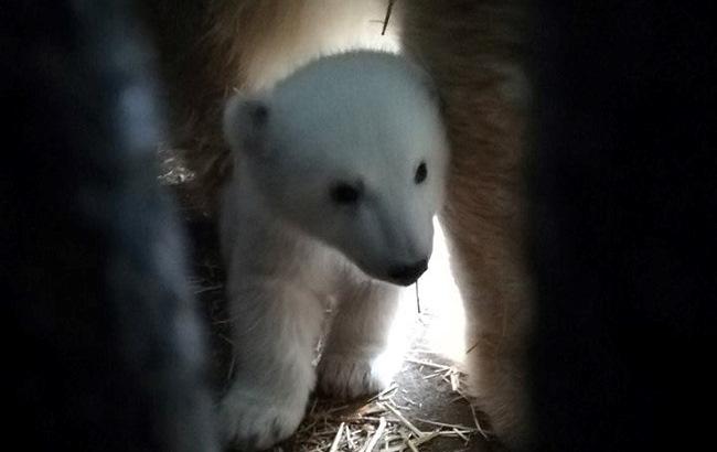 "Будет Мыколка": появились первые фото недавно родившегося в Николаевском зоопарке белого медвежонка